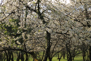 Cherry tree white flowers blossom in an orchard