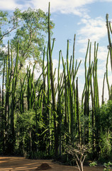 épine du Christ, Didierea trollii, Allaudia trollii, Madagascar