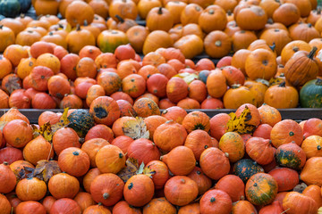 different kinds of pumpkins, autumn market, Austria