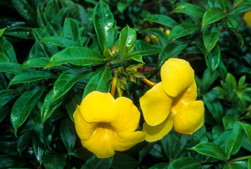 Allamanda jaune,  Allamanda cathartica