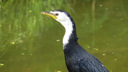 Australian Midget Rotorua