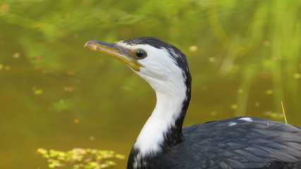Australian Midget Rotorua