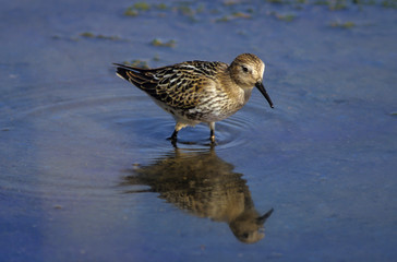 Bécasseau variable, Calidris alpina