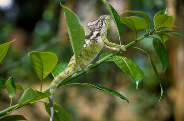 Caméléon d'Oustalet, Furcifer oustaleti, Madagascar