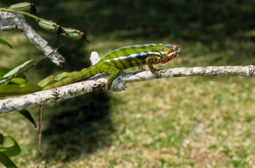 Caméléon panthère, Furcifer pardalis, Madagascar