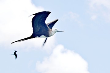 Obraz premium Fregattvogel im Flug