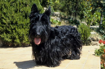 Chien, race Scottisch terrier
