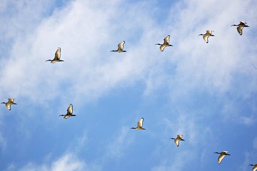 Reiher im Formationsflug