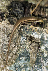 Mabuya, Lézard, Mabuya sechellensis, Trachylepis sechellensis, Seychelles