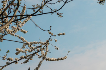 White cherry flowers in the spring 