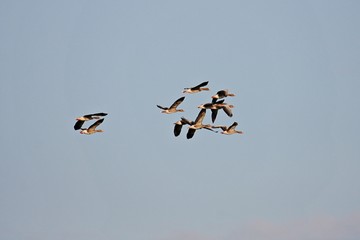 Wildgänse im Flug