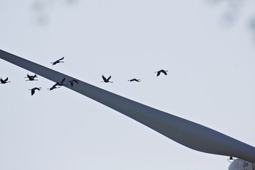 Kraniche vor Windrad