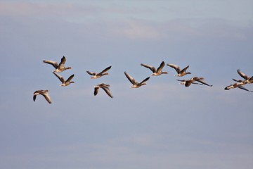 Wildgänse im Flug