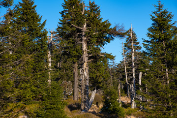 Nadelwald unterhalb des Brockengipfel