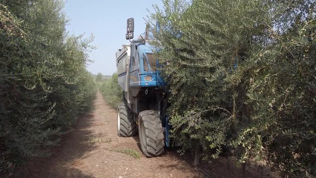 Huge Olive Harvester combine passing over rows of Olive Trees and softly shaking and detaching the olives of the branches.