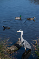 Grey heron in a dark blue water