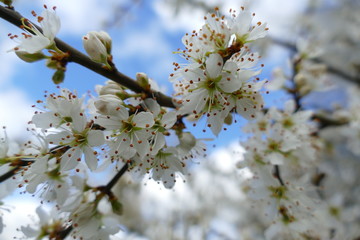Romantic white blossoms of a mirabelle in springtime in front of blue sky