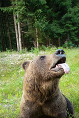 Obraz premium Portrait of a brown bear with tongue out in the wild forest