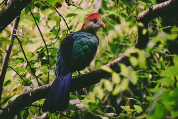 Colorful tropical bird inside a zoo