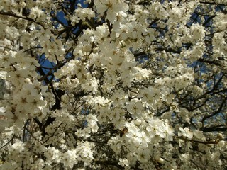 cherry tree blossom