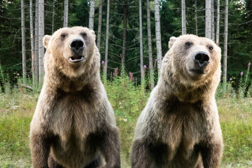 two portrait brown bear on the background of forests in the wild in summer.