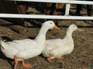 two white ducks on a farm