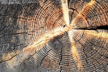 cross section of tree trunk