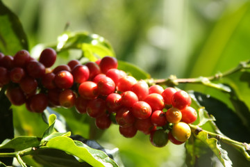 Planta de Café Maduro 