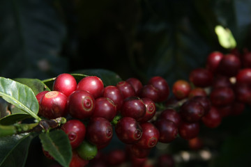 Planta de Café Maduro 