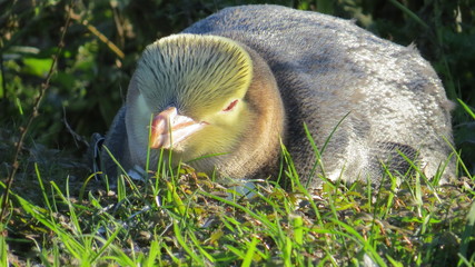 Yellow-eyed penguin New Zealand