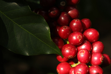 Planta de Café Maduro 