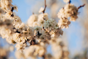 flowering branches of apple trees in the sunlight