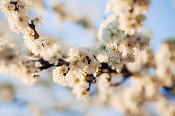 flowering branches of apple trees in the sunlight