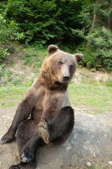 Sitting brown bear on the background of the forest.