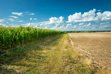 Dirt road next to a corn field and plowed field, white clouds on a blue sky