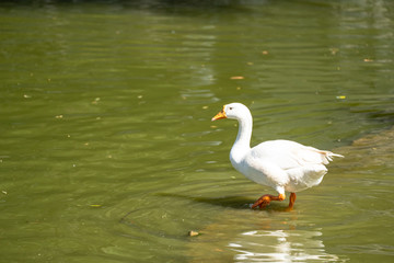 White swan in a pond walks carefully in the water, looking for food