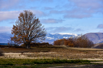mountainous landscape with trees and snow