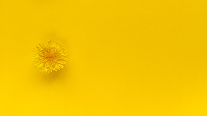 Yellow flower on yellow background. Monochrome simple flat lay with pastel texture. Fashion eco concept. Stock photo.