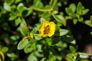 Abelhas colhendo pólen.