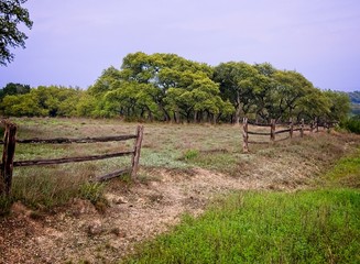 Obraz premium Saturated green live oak trees following a Texas rainstorm