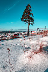 Lonely pine tree and clean blue sky with snow in foreground