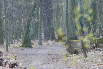 leśna dróżka © Piotr