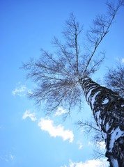 tree in the snow