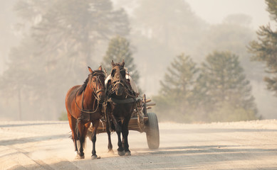Horse wooden cart with two horses going down a dirt road with araucaria trees in the background.