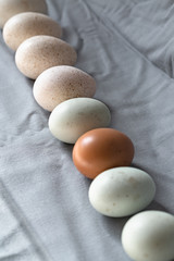 Araucana eggs and goose eggs