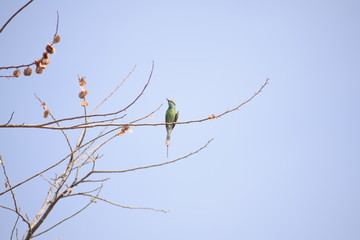 green bee eater on tree branch