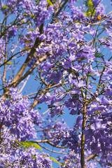 Jacarandas