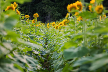 Obraz premium A Field of Sunflowers in Millis Massachusetts