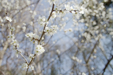 Obraz premium White cherry tree in high key