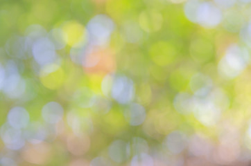 Obraz premium abstract bio green blur nature background trees lush foliage in the park at morning with sunlight.